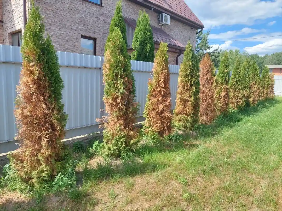 Весенний ожог Туй в г. Красноармейск